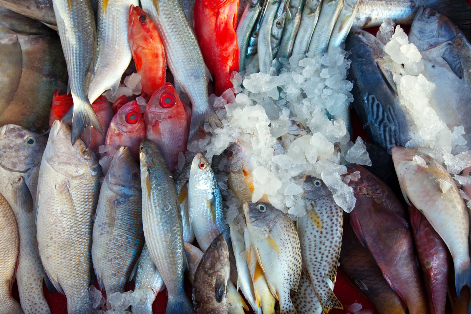 Fournisseur de poissons congelés - Mauritanie. poulpe, calamar, dorade..