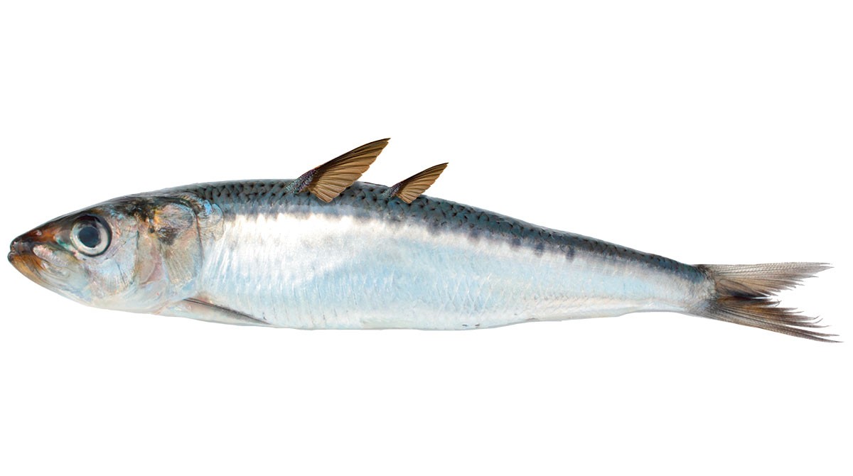 JLI-alimentation-sardine-ailee